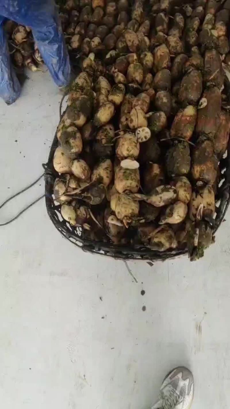 莲藕