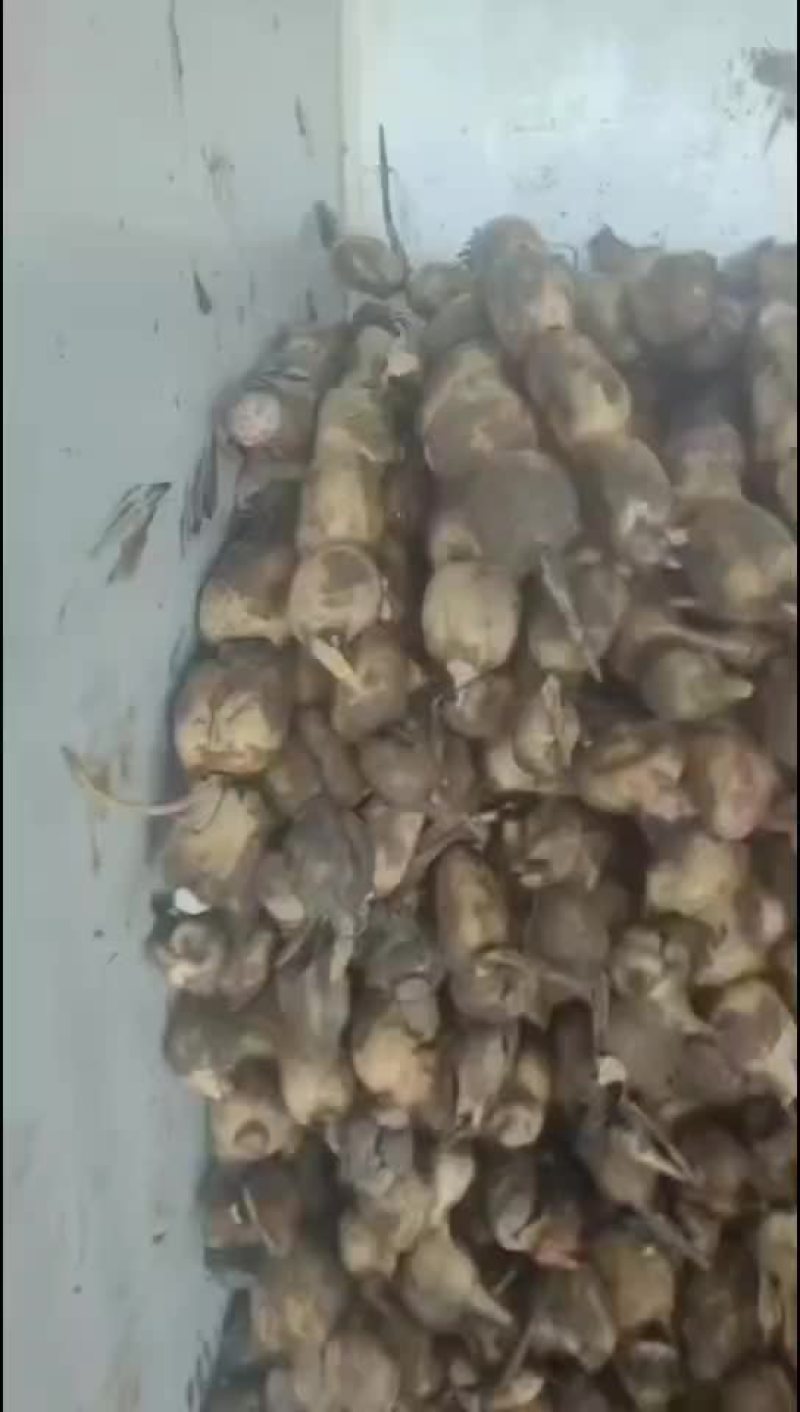 莲藕