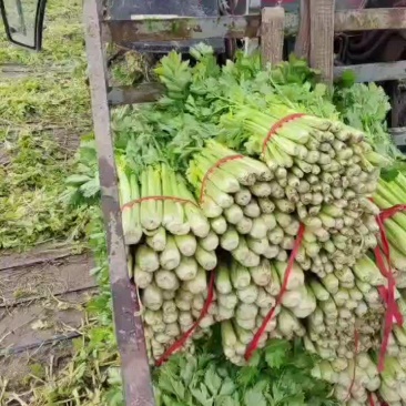 【凉拌青菜】青菜大量有货中需要的老板联系
