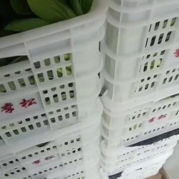 精品油菜便宜大甩卖