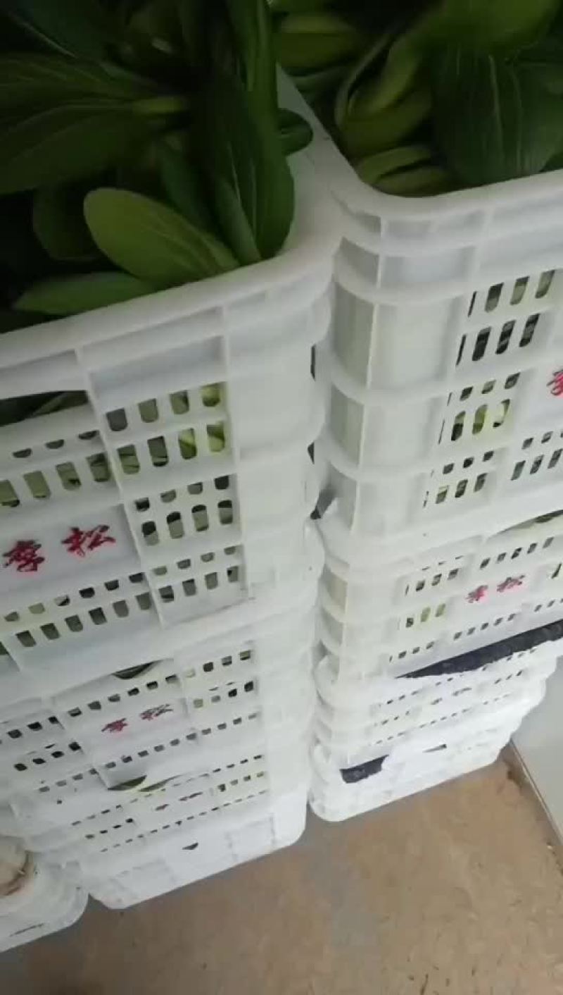 精品油菜便宜大甩卖