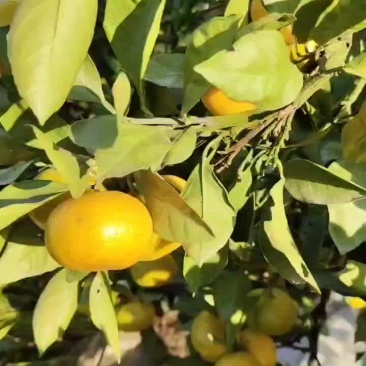 特早蜜桔
