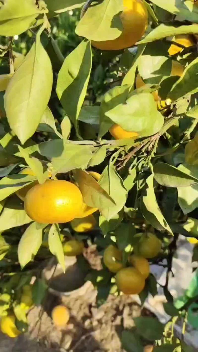 特早蜜桔