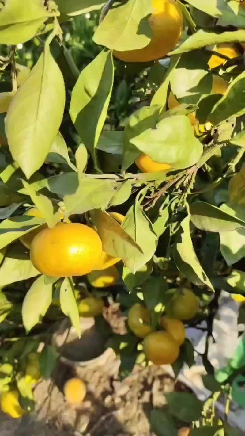 特早蜜桔