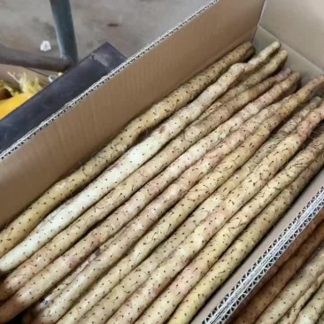 小白嘴新货大量上市，粗货中粗各种规格都有。