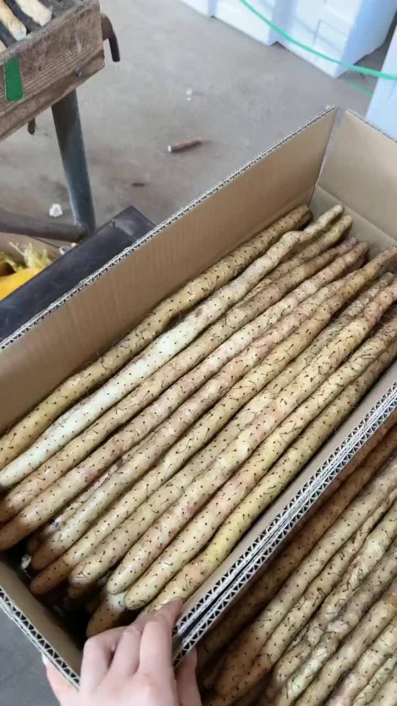 小白嘴新货大量上市，粗货中粗各种规格都有。
