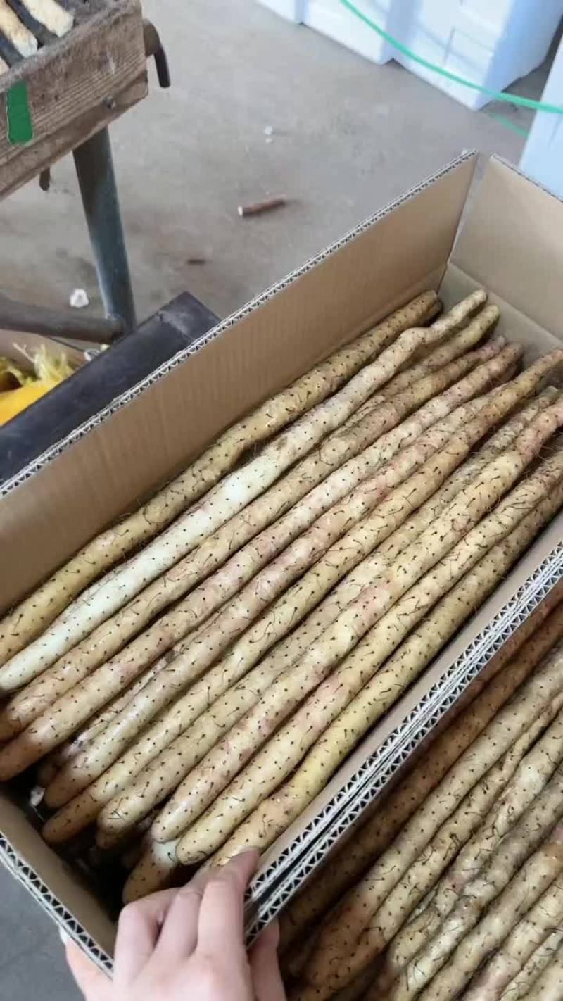 小白嘴新货大量上市，粗货中粗各种规格都有。