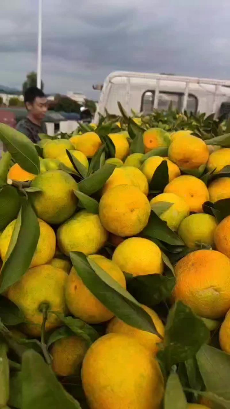 武当蜜桔