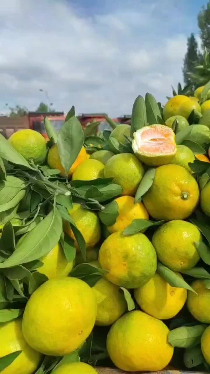 武当蜜桔
