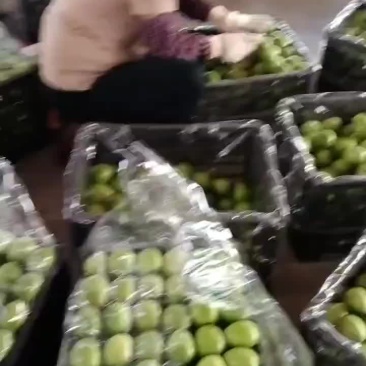 青枣