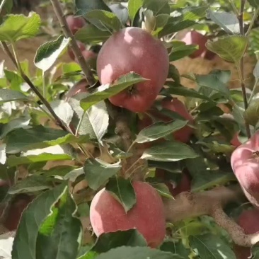 高山花牛