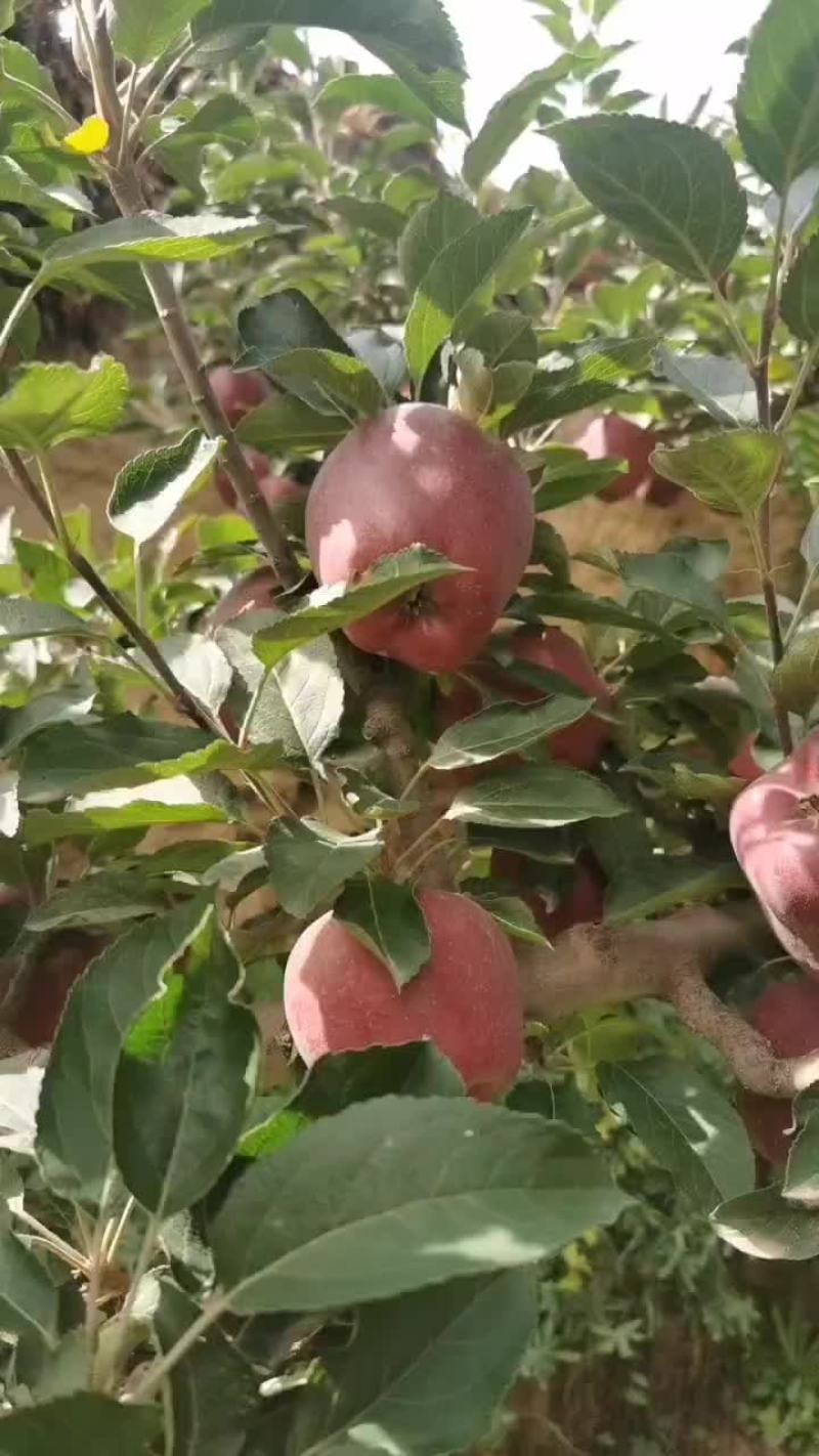 高山花牛