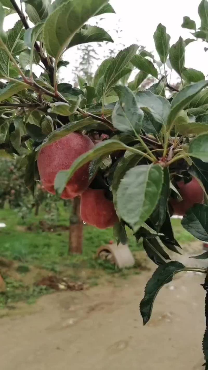 高山花牛