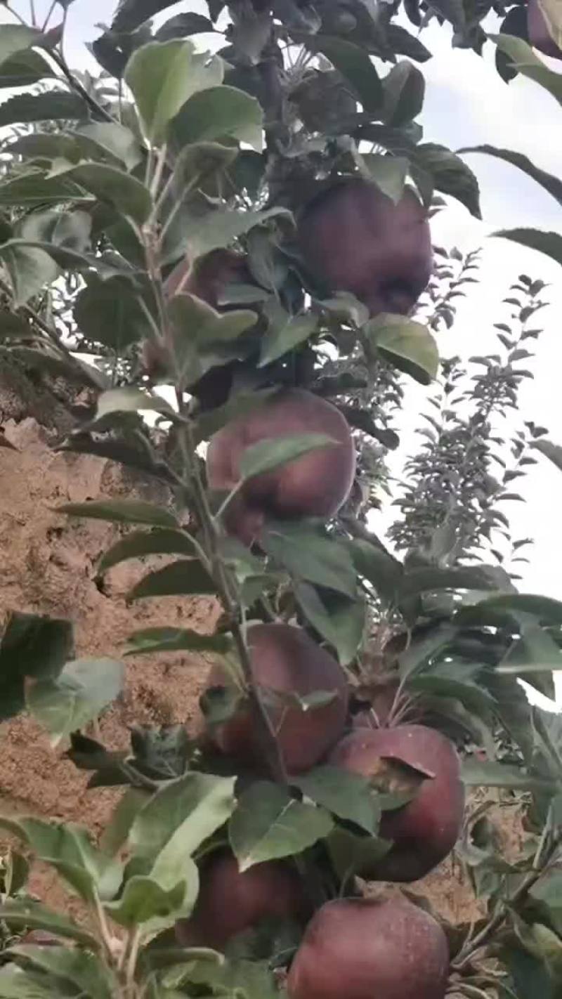 高山花牛