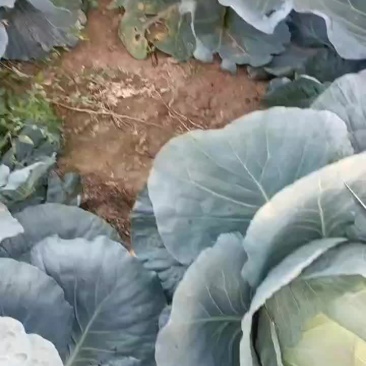 圆心菜