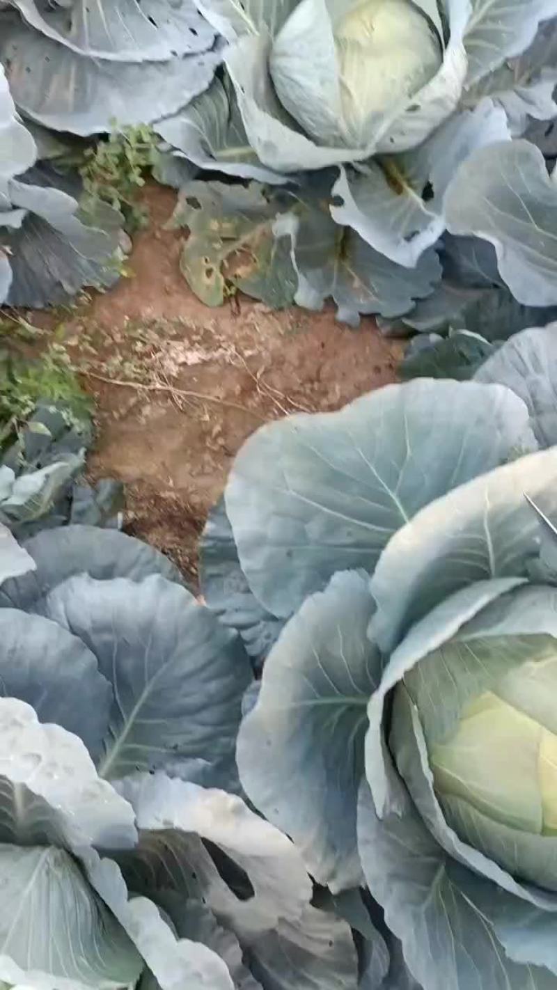 圆心菜