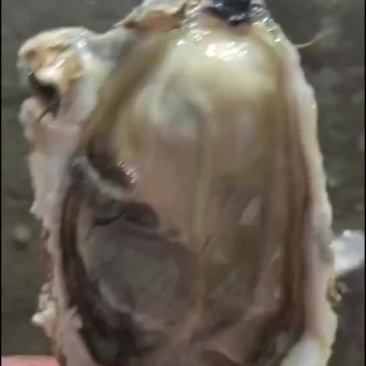 生蚝