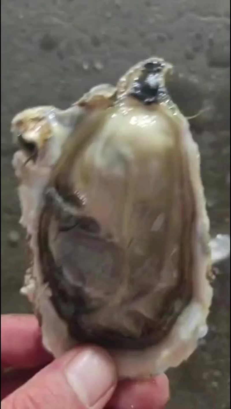 生蚝