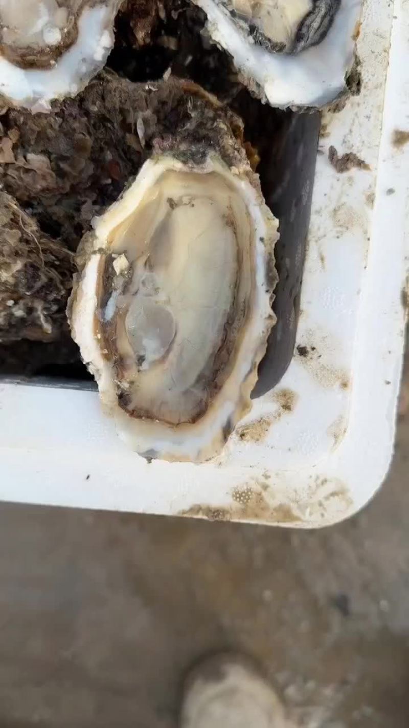 生蚝