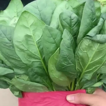 精品菠菜