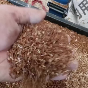 出售各种大小规格黄粉虫，虫沙