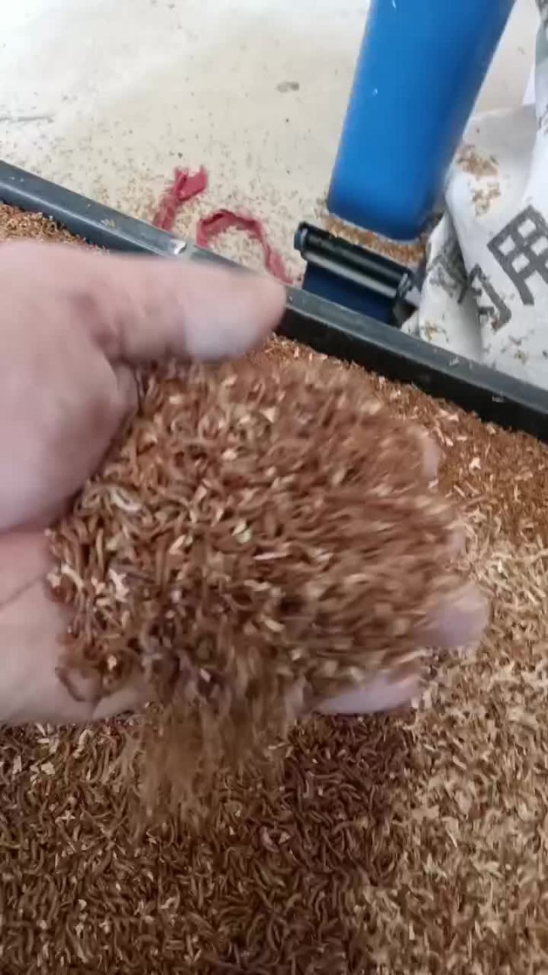 出售各种大小规格黄粉虫，虫沙