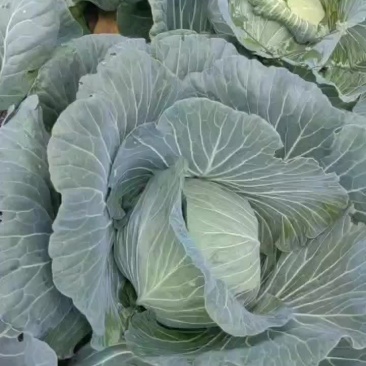 甘肃正宁包菜