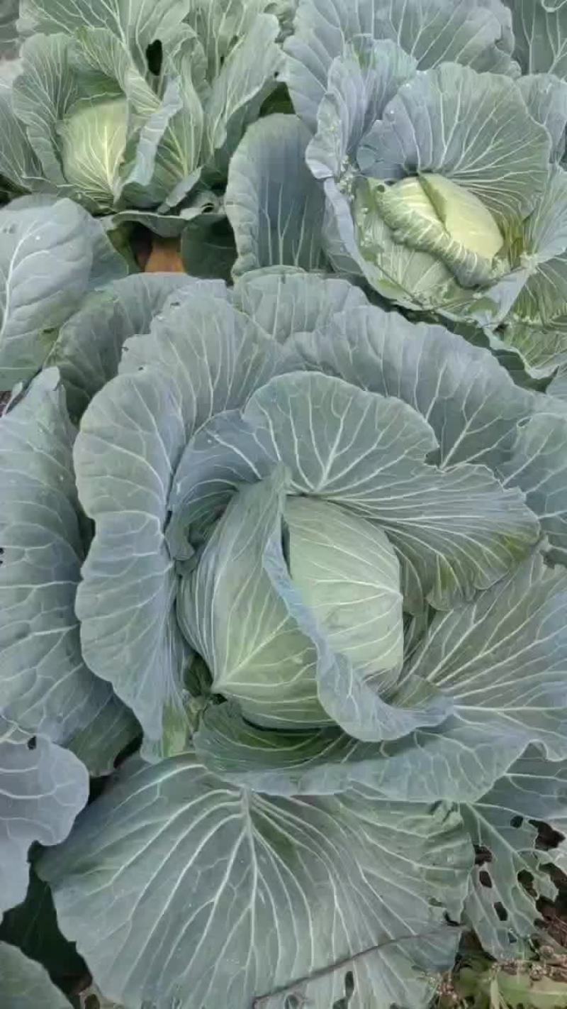 甘肃正宁包菜
