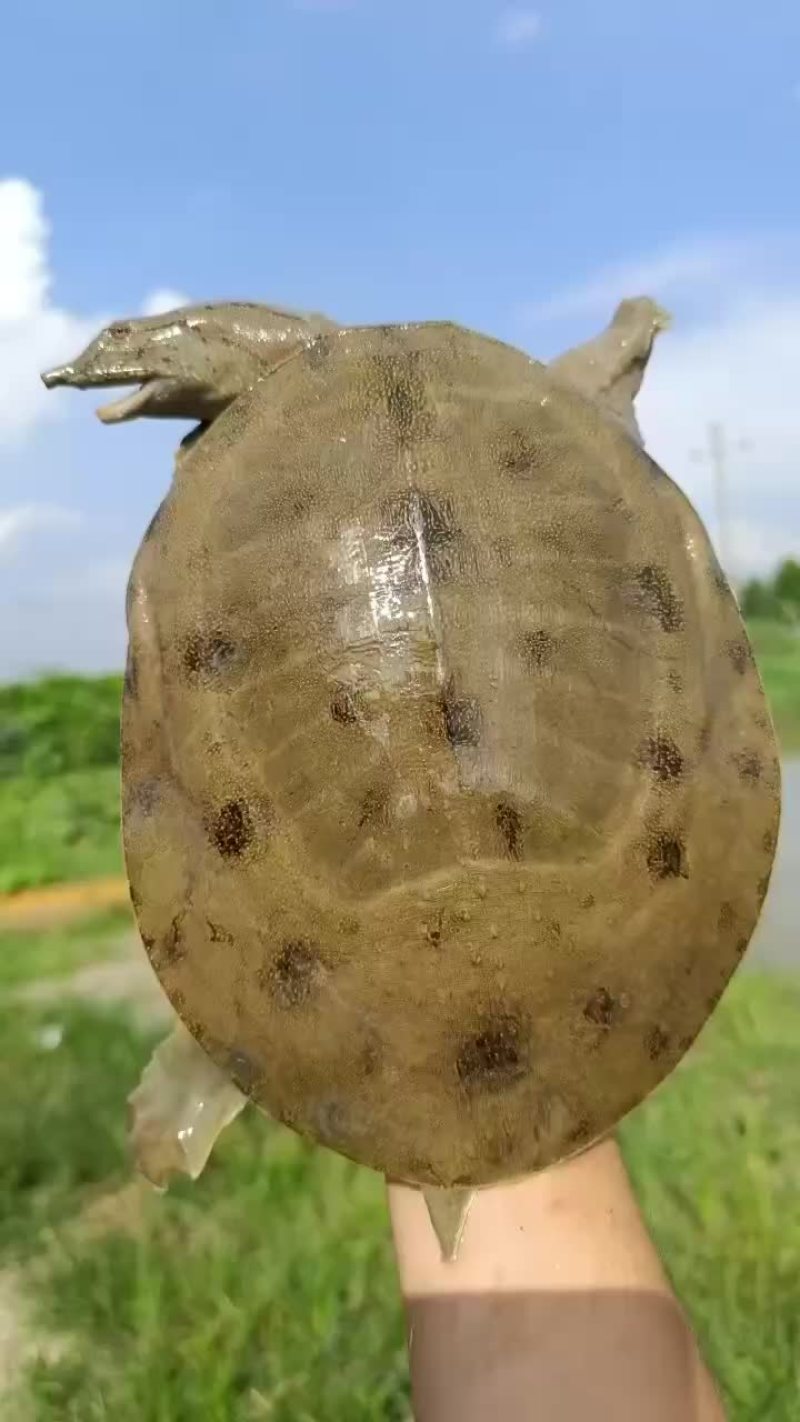 正宗甲鱼