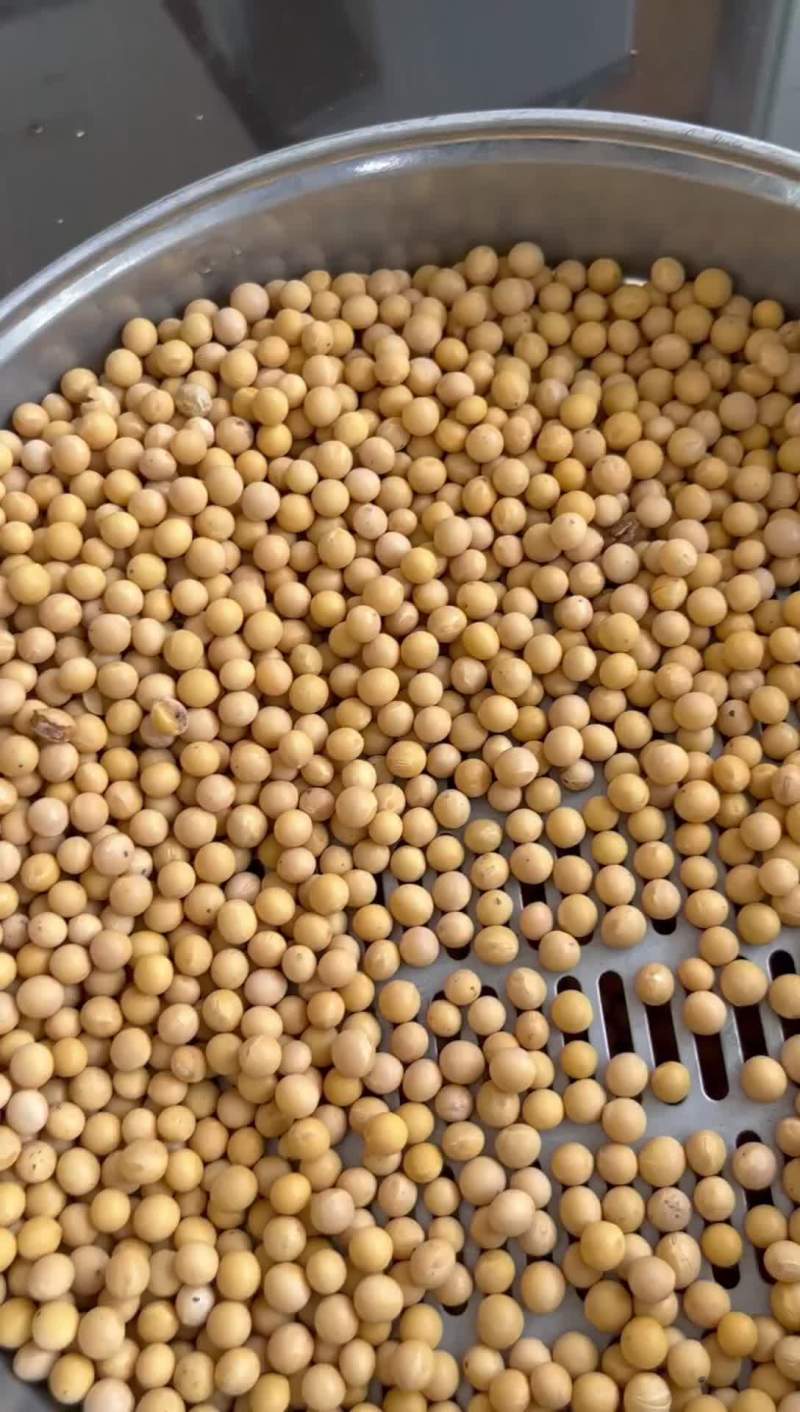 黄豆