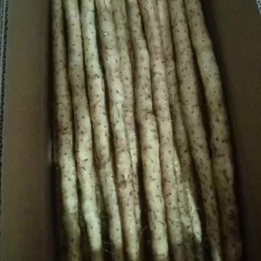 中粗水洗小白嘴
