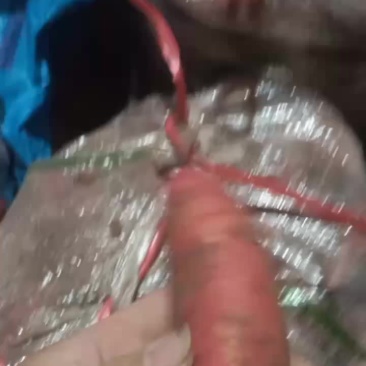西瓜红密薯