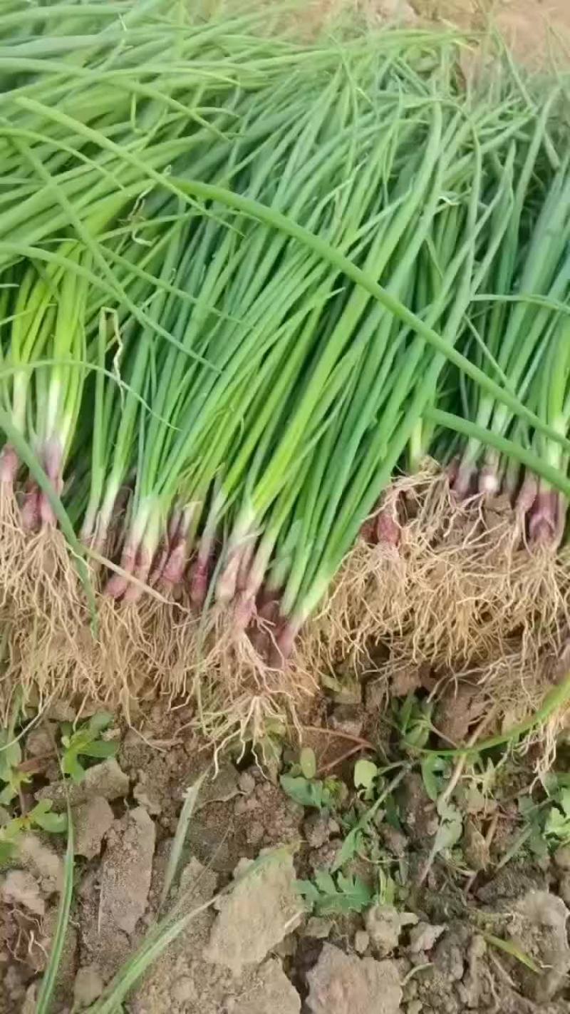 丰县精品洋葱苗预售欢迎订购