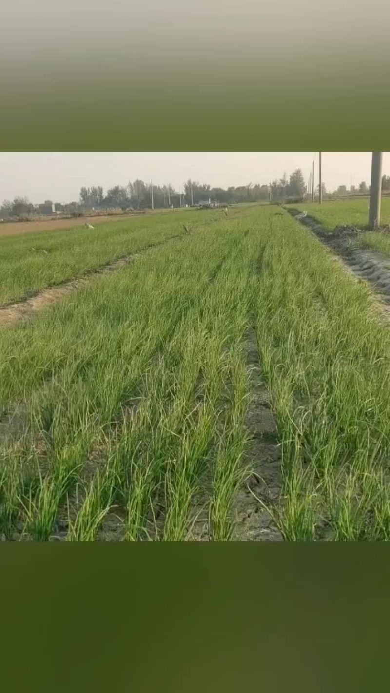 丰县精品洋葱苗预售欢迎订购
