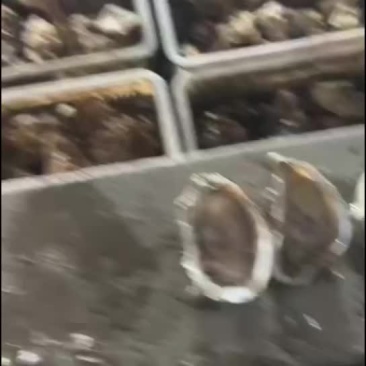 生蚝
