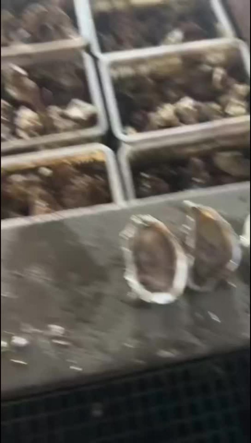 生蚝