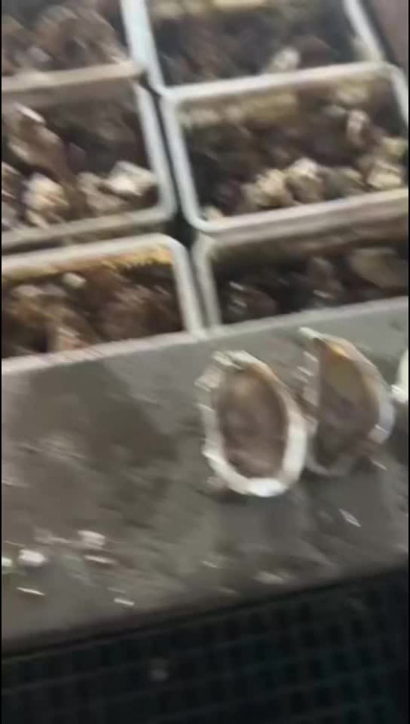 生蚝