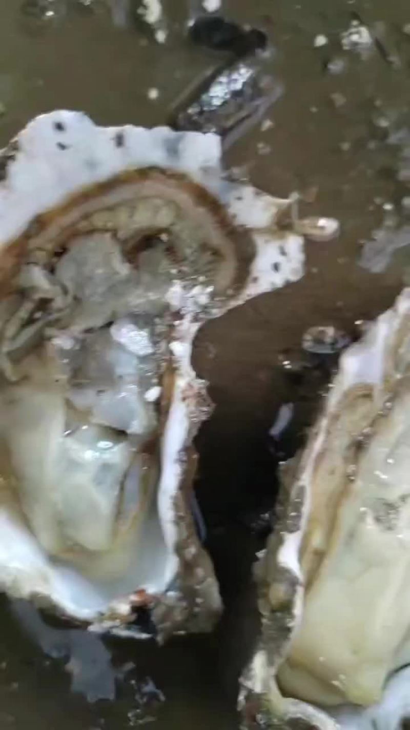 生蚝