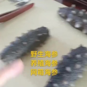 海参