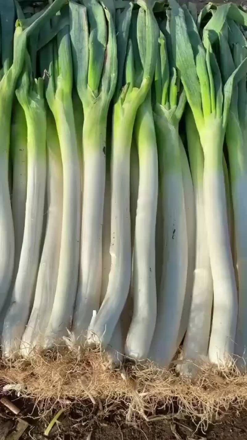 铁杆大葱
