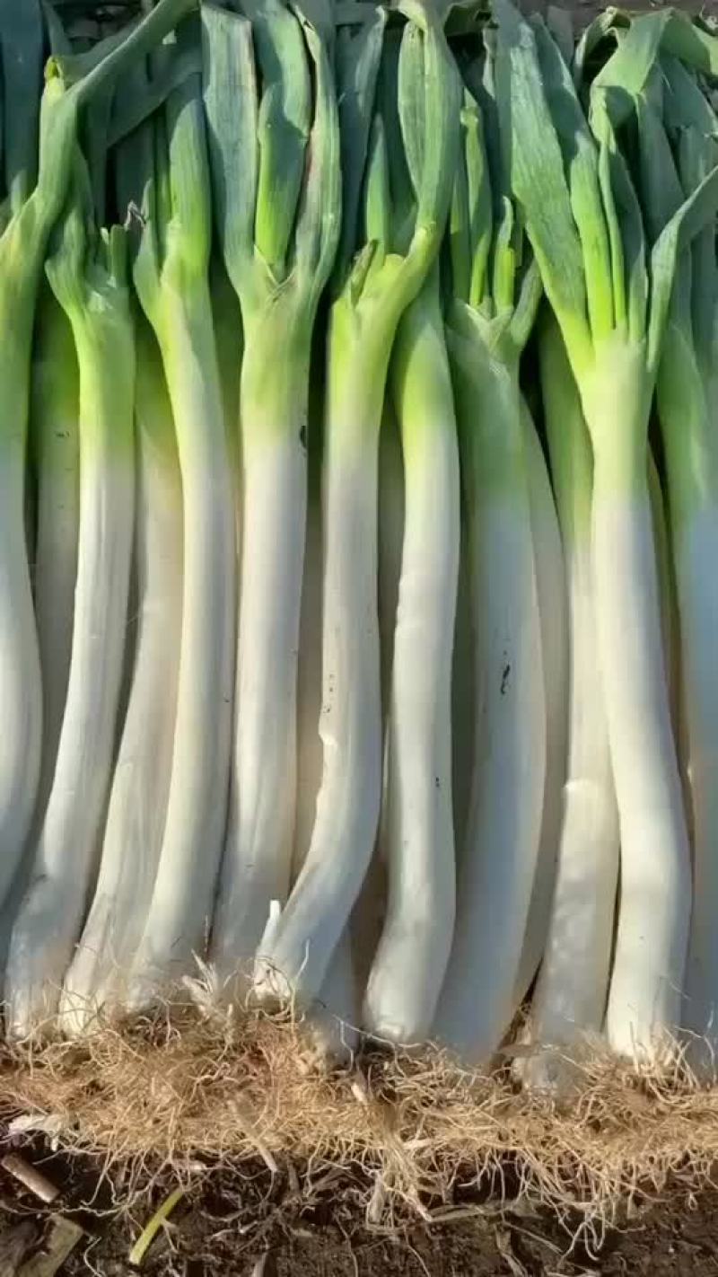 铁杆大葱