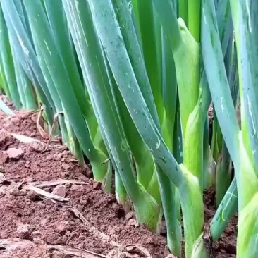 铁杆大葱