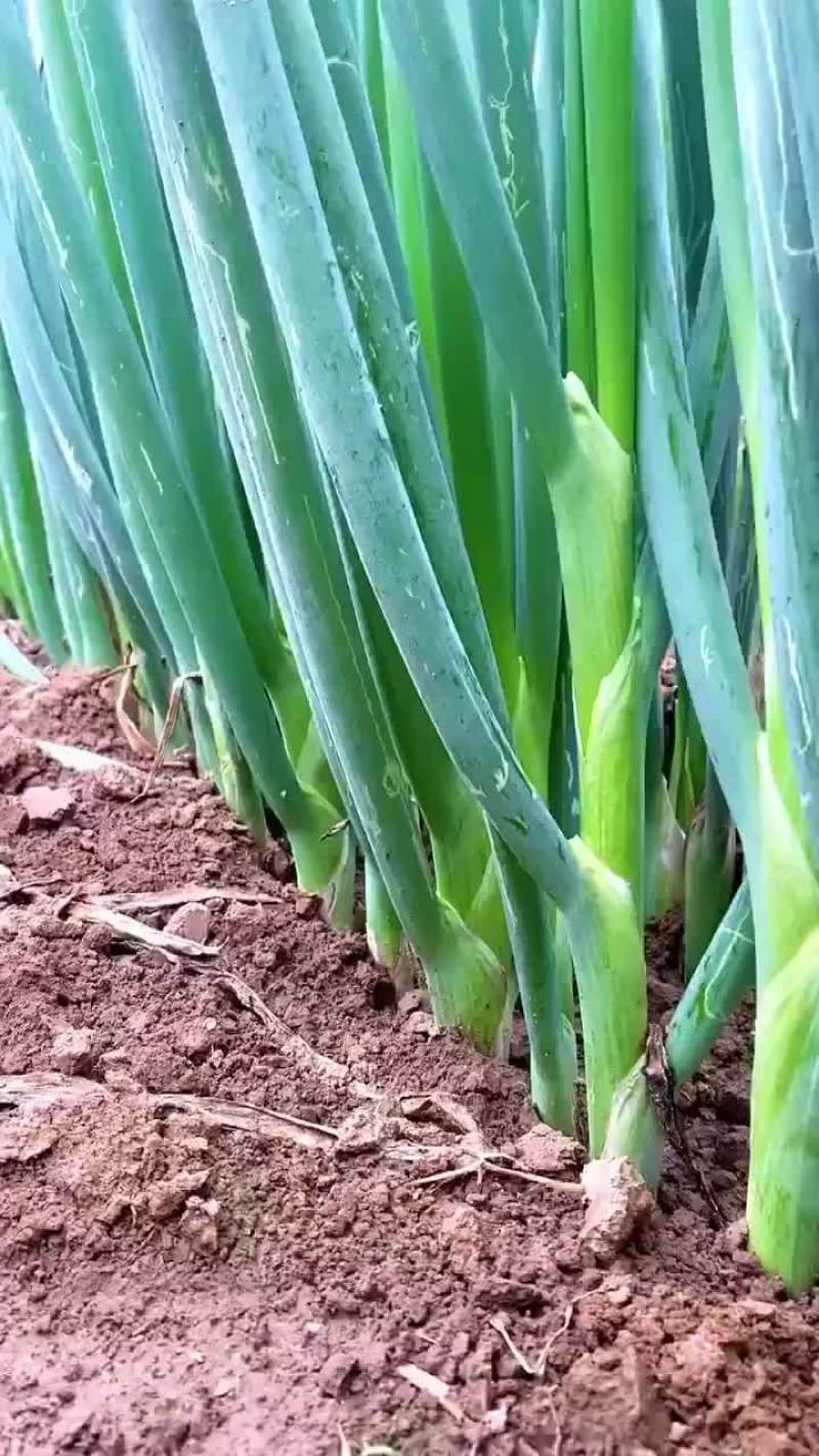 铁杆大葱