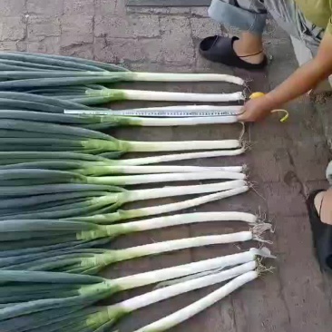 东北铁杆大葱