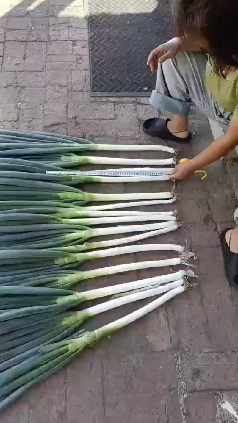 东北铁杆大葱