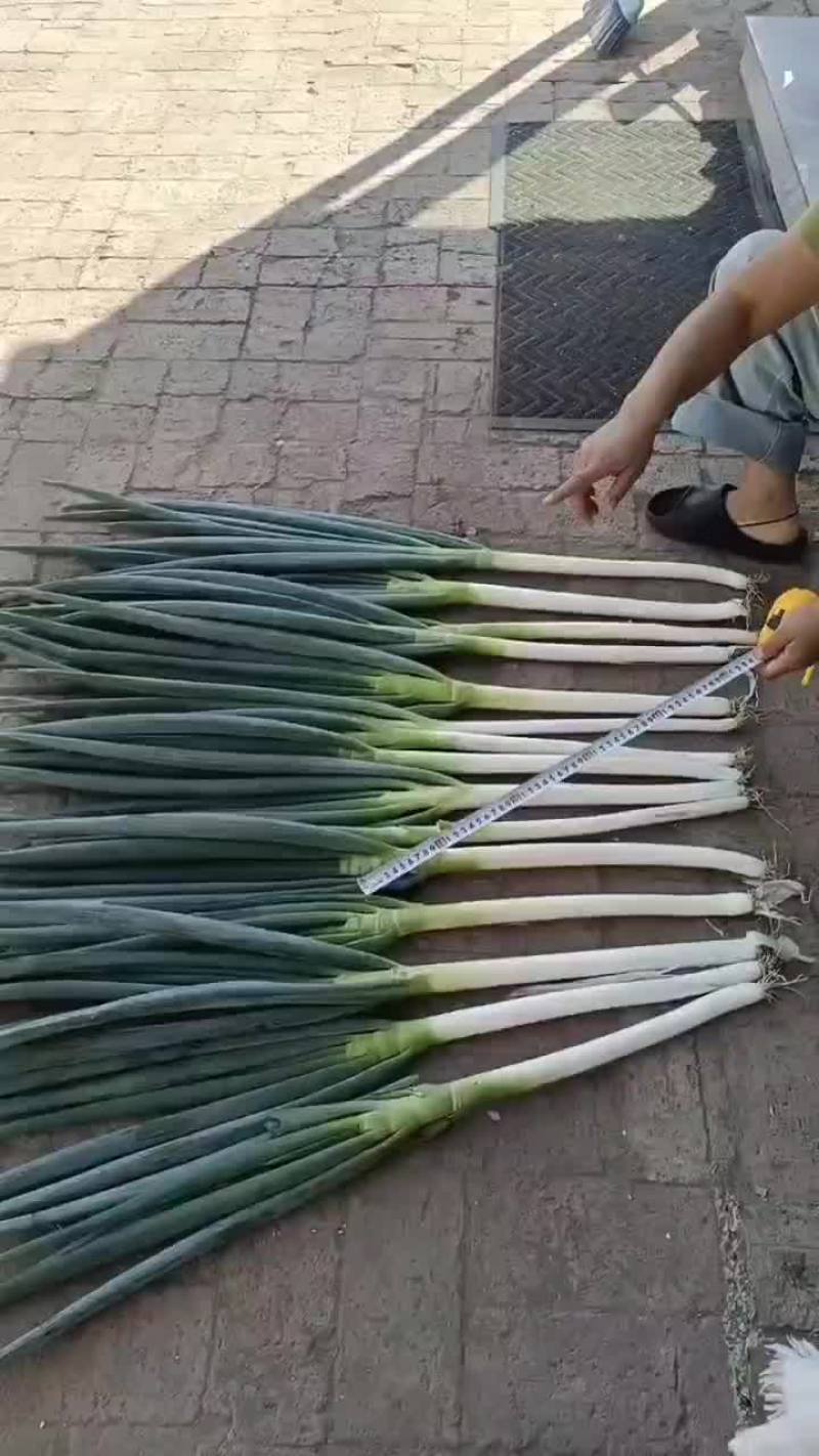 东北铁杆大葱