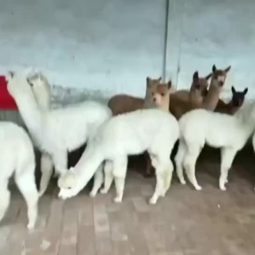 羊驼价格，羊驼养殖场