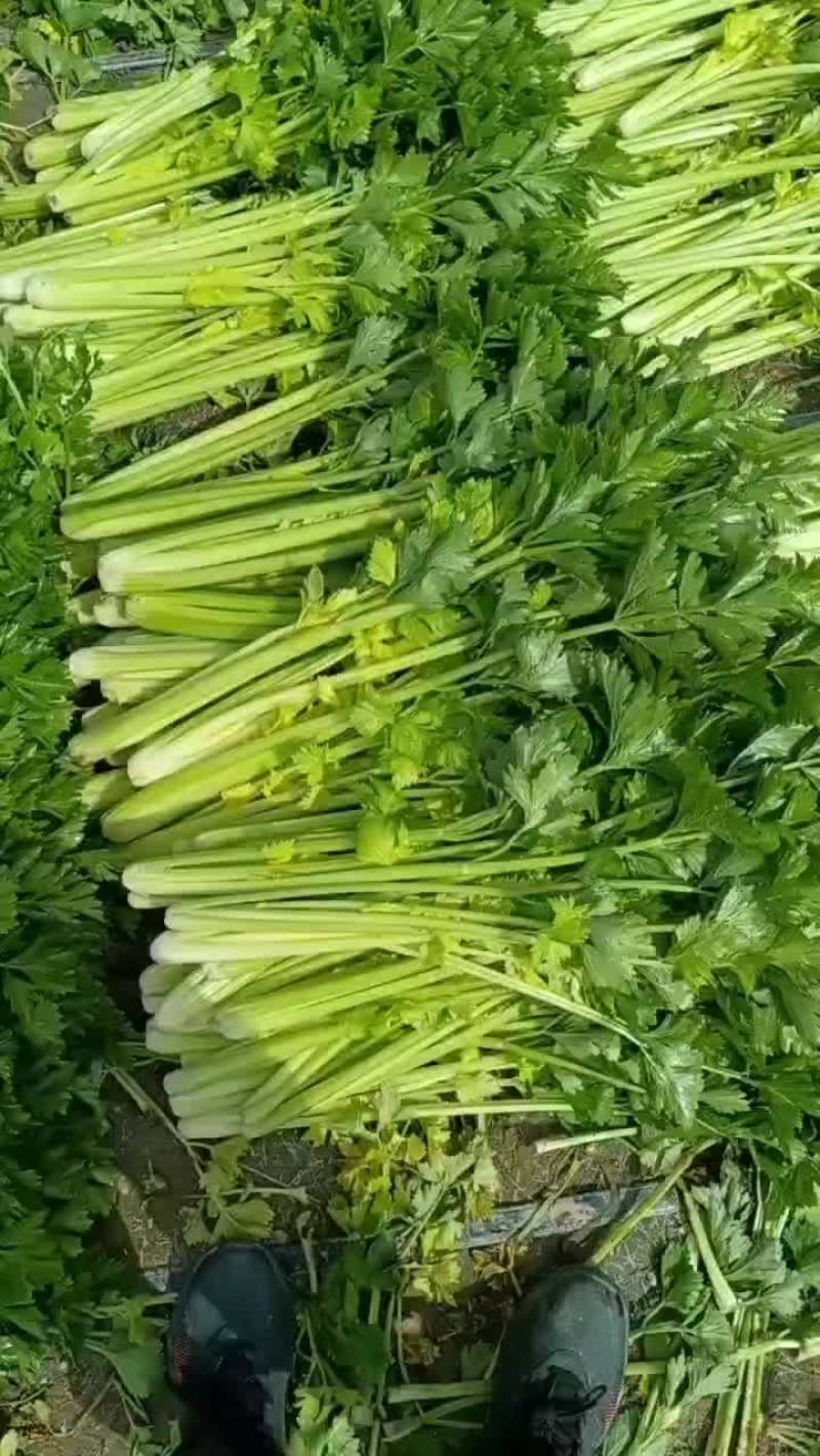 西芹
