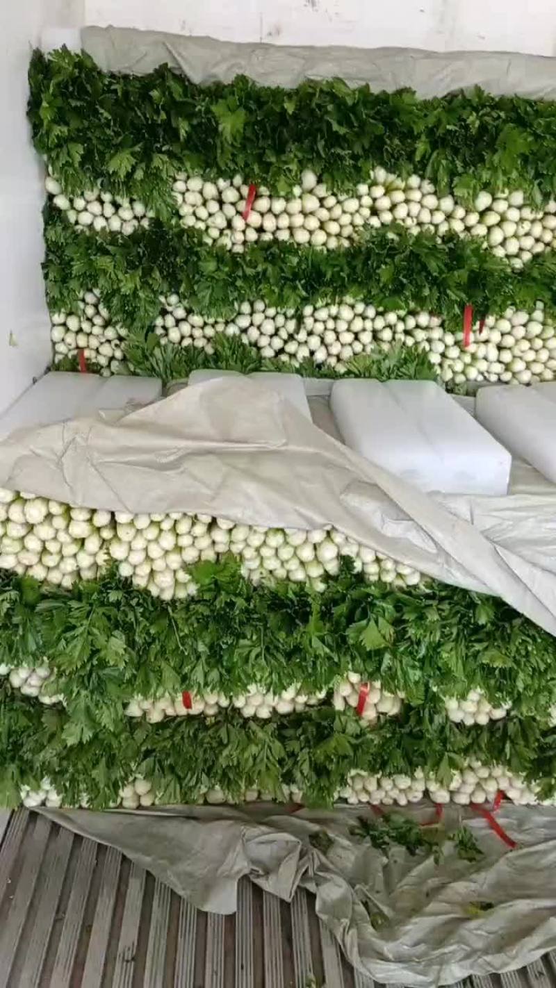 西芹