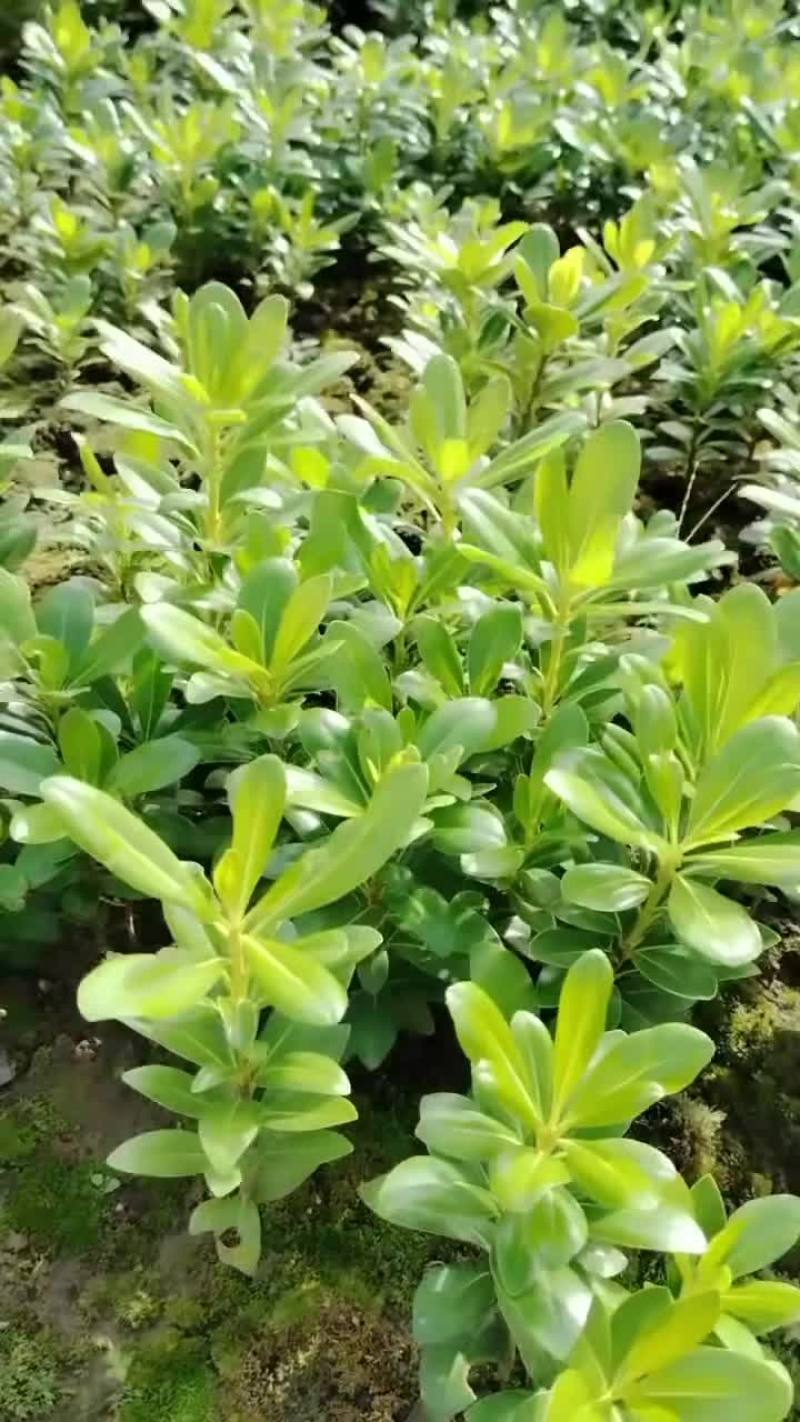 海桐秧苗
